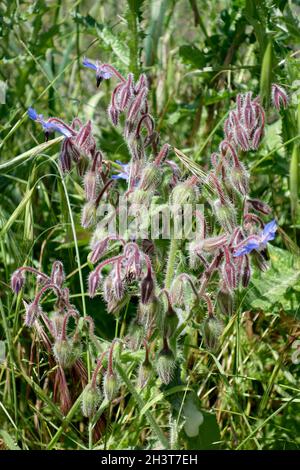 Blueweed (Echium vulgare) che cresce selvatico in Toscana Foto Stock