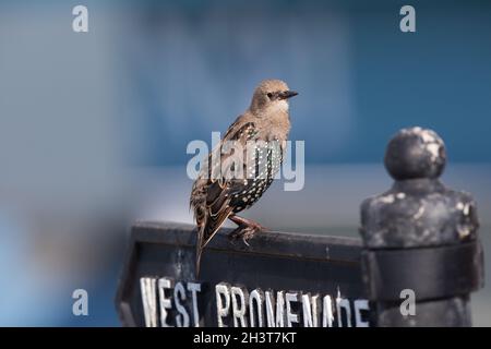 Starling comune (Sternus vulgaris) - muta giovani - a Cromer, Norfolk nel mese di agosto 2021 Foto Stock