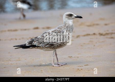 Caspian Gull (Larus cacchinans) - giovanile - a Cromer Beach, Norfolk, Regno Unito Foto Stock