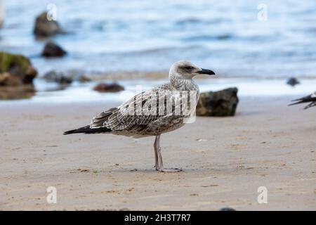 Caspian Gull (Larus cacchinans) - giovanile - a Cromer Beach, Norfolk, Regno Unito Foto Stock