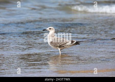 Caspian Gull (Larus cacchinans) - giovanile - a Cromer Beach, Norfolk, Regno Unito Foto Stock