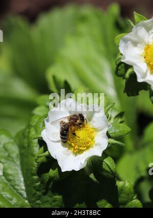 Fiorire la fragola con le api in un'azienda agricola biologica Foto Stock