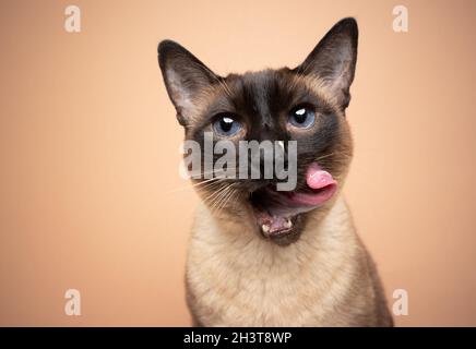 gatto siamese con punto di tenuta affamato con occhi blu che leccano le labbra con il volto sudicio guardando la fotocamera su sfondo beige con spazio di copia Foto Stock