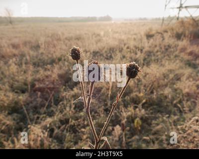 Mattina gelata nel prato. Foglie di arbusto, piante appassite e erba sono ricoperte di gelo. Il sole splende. Foto Stock