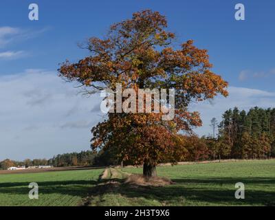 Una vasta pianura, campi e prati. Accanto alla strada sterrata cresce una grande quercia solitaria. È caduta, le foglie sull'albero sono asciutte e di colore marrone. Foto Stock