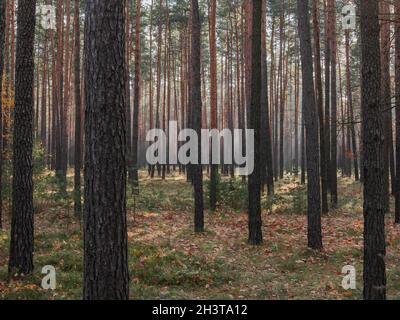 Alta pineta. È una mattinata nebbiosa. Una foschia si allontana tra gli alberi. I raggi del sole che si alza attraverso la nebbia creano striature di luce. Foto Stock