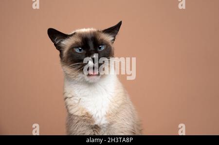dispiaciuti gatto siamese facendo faccia divertente che sembra disgustato su sfondo colorato fawn con spazio copia Foto Stock
