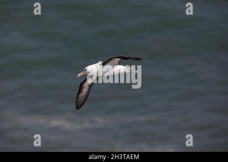 Albatross (Thalassarche melanophris) tra i Gannets del Nord (Morus fagannanus) al Bempton Cliffs RSPB nello Yorkshire, Regno Unito. 3 ago 2 Foto Stock