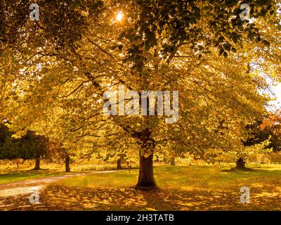 La luce autunnale brilla attraverso un albero di sicomoro in un parco Foto Stock