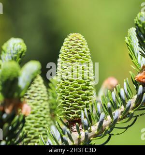 Un ramo di abete coreano con cono di giovani nella primavera del giardino Foto Stock