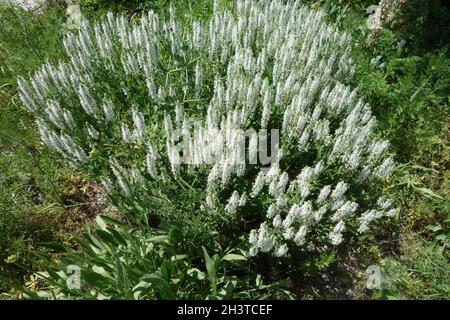 Salvia nemorosa Adrian, salvia boschiva Foto Stock