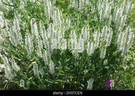 Salvia nemorosa Adrian, salvia boschiva Foto Stock