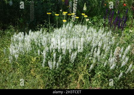 Salvia nemorosa Adrian, salvia boschiva Foto Stock