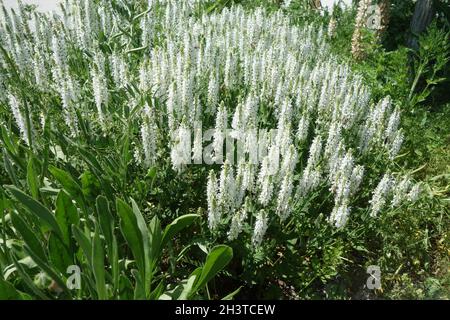 Salvia nemorosa Adrian, salvia boschiva Foto Stock