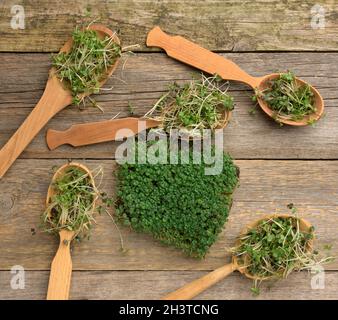 Germogli verdi germogliati di chia, rucola e senape in un cucchiaio di legno su sfondo grigio da vecchi assi, vista dall'alto Foto Stock