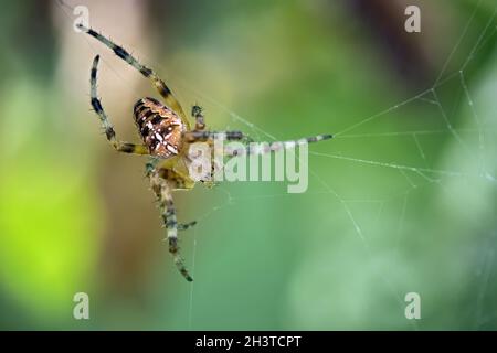 Ragno da giardino ( Araneus diadematus ). Foto Stock
