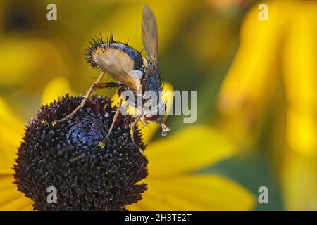 Hedgehog vola (Tachina fera). Foto Stock