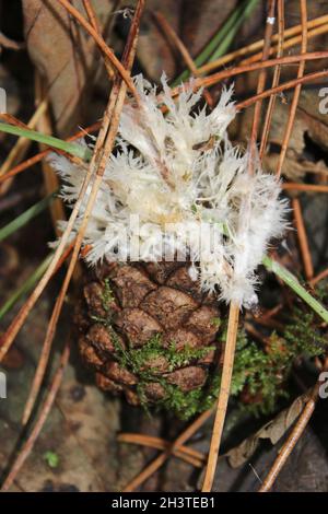 Cono di pino con funghi Earthfan di riccio - Thelephora penicillata Foto Stock