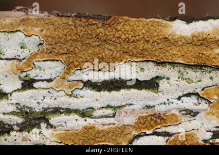 Serpula himantioides su Pinus sp Foto Stock