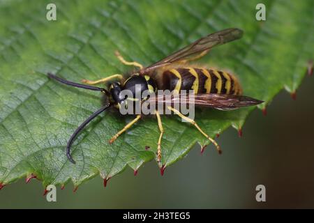 Comune Wasp Vespola vulgaris a.k.a. YellowJacket - maschio Foto Stock