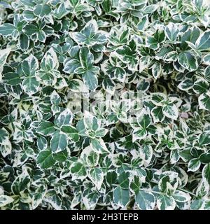 Sfondo naturale. Euonymus fortunei Emerald Gaiety con verde e foglie di colore bianco Foto Stock