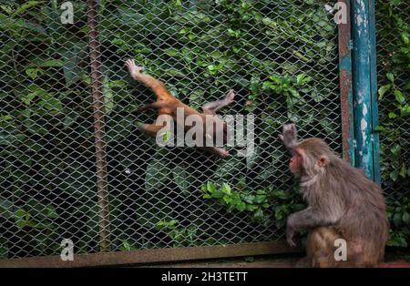 Kathmandu, Bagmati, Nepal. 30 Ott 2021. Una scimmia guarda al suo bambino come striscia su muro di rete di ferro presso i locali di Swayambhunath stupa, un sito patrimonio dell'umanità dell'UNESCO a Kathmandu, Nepal il 30 ottobre 2021. Principalmente le scimmie Rhesus Macaque risiedono a Kathmandu. A causa dell'urbanizzazione, l'habitat delle scimmie sta diminuendo nella capitale del paese. Piccole foreste di Kathmandu come Swayambhunath stupa, Pashupatinath tempio sono habitat principali di scimmie in valle. Le scimmie non ottengono gli alimenti naturali e dipendono dagli alimenti di qualunque tipo dati dalle persone visitanti, che fanno gli effetti negativi sulla salute su di loro. IO Foto Stock