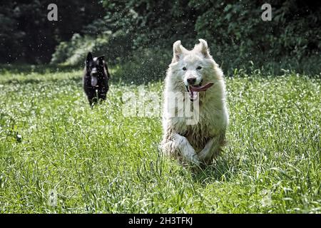 White Swiss Shepherd Dog. Foto Stock