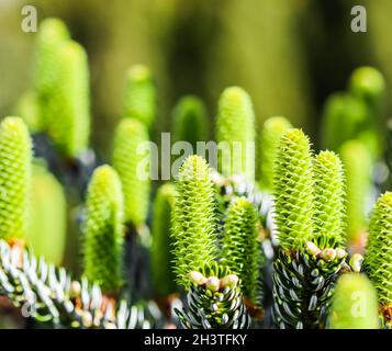 Giovani coni di abete coreani in un giardino primaverile Foto Stock