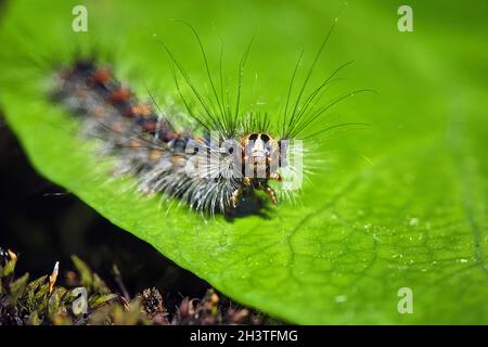Gypsy Moth caterpillar (Lymantria dispar). Foto Stock