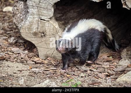Skunk a righe (Mephitis mephitis). Foto Stock