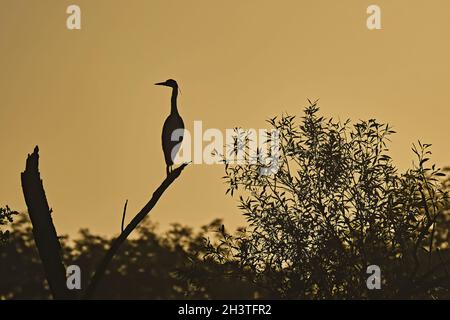 Silhouette di un airone grigio (Ardea cinerea). Foto Stock