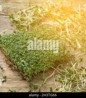 Germogli verdi di chia, rucola e senape su un tavolo da tavole di legno grigio, vista dall'alto Foto Stock