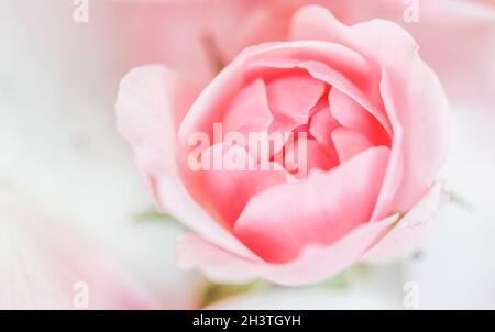 Messa a fuoco morbida, sfondo floreale astratto, gemma di rosa fiore. Macro fiori sfondo per il design del marchio per le vacanze Foto Stock