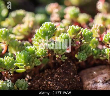 Sfondo verde con piccole succulente di sedone nel giardino. Natura sfondo Foto Stock