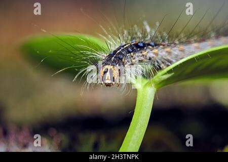 Gypsy Moth caterpillar (Lymantria dispar). Foto Stock