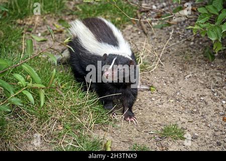 Skunk a righe (Mephitis mephitis). Foto Stock
