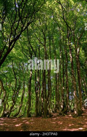 Alti faggi in estate nella foresta di Rold Skov nel nord della Danimarca Foto Stock