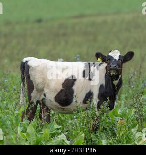 Caseificio giovenca che pascola in vicolo di erbe Foto Stock