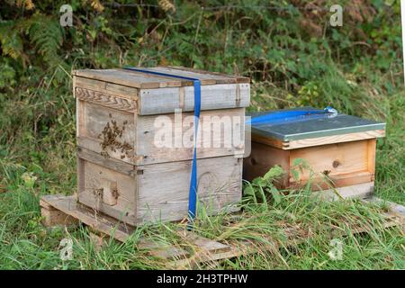 alveari nazionali Foto Stock