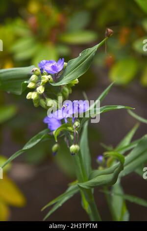 Tradescantia Foto Stock