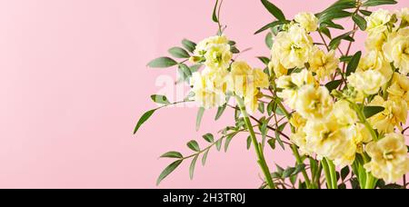 Bouquet di mattiola gialla con rami di foglie verdi su sfondo rosa Foto Stock