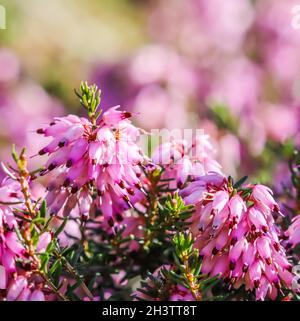 Fiori rosa Erica carnea (Winter Heath) nel giardino in primavera Foto Stock