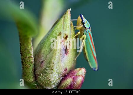 Rhododendron cicada (Graphocephala fennahi). Foto Stock