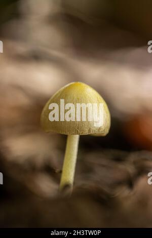 Bolbitius titubans (chiamato anche bolbitius vitellinus) Foto Stock