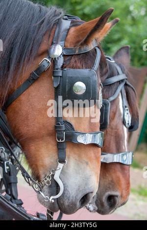 Cavallo in un'imbracatura in attesa del cavaliere Foto Stock