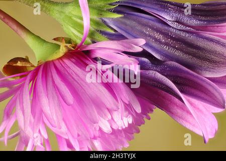 Macro vista di piante di ghiaccio isolate e fiori africani margheriti Foto Stock