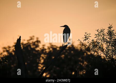 Silhouette di un airone grigio (Ardea cinerea). Foto Stock