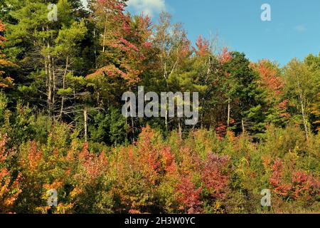 New Gloucester, Maine, USA. La caduta scende su un tratto di alberi che delimita un tratto rurale di autostrada nel Maine. Foto Stock