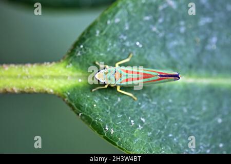 Rhododendron cicada (Graphocephala fennahi). Foto Stock