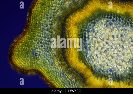 Vista microscopica della sezione trasversale dello stelo della forsite di bordo (Forsythia x intermedia). Luce polarizzata con polarizzatori incrociati. Foto Stock